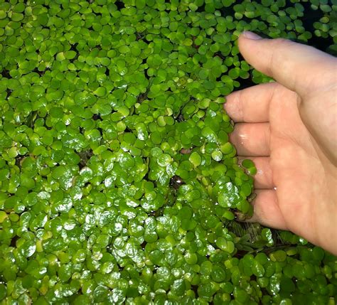 40 Giant Duckweed Spirodela polyrhiza Live Floating Plants | Etsy