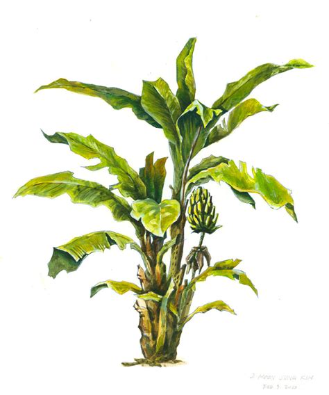 real banana tree png - Clip Art Library