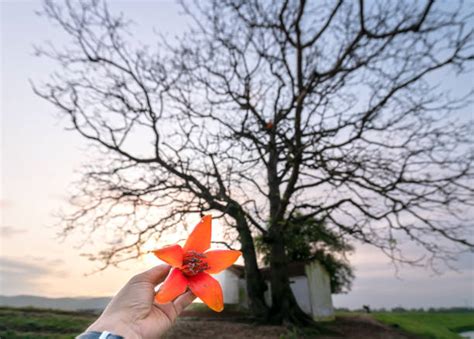 Kapok Tree Silhouettes Stock Photos, Pictures & Royalty-Free Images - iStock