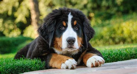 Bernese Mountain Dog Temperament - More About This Big Breed