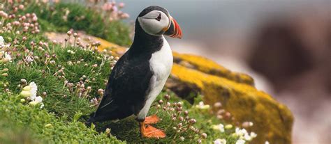 Coastal Wildlife - Hook Peninsula