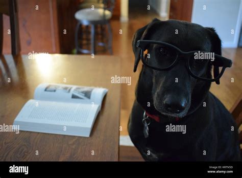 Funny dog in glasses reading a book Stock Photo - Alamy