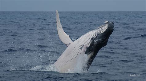 Humpback Whale Calf Breaching image 1 of 1 Photograph by Gary Crockett - Pixels