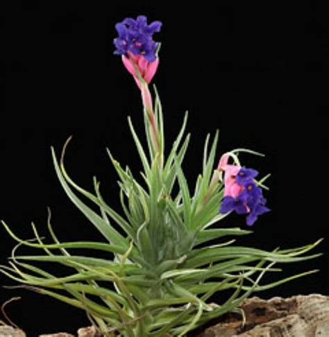 Tillandsia aeranthos is a species in the genus Tillandsia. | Plantes d'air soins, Plante ...