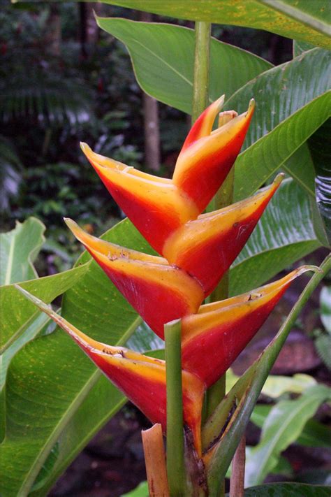 Heleconia - Flowers of El Yunque Rainforest, Puerto Rico