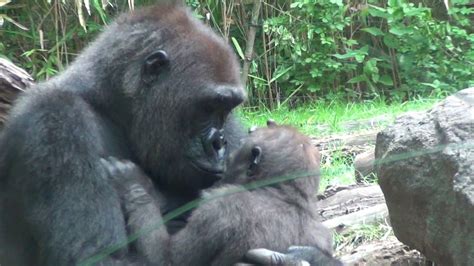 SO MANY BABY GORILLAS! | The Bronx Zoo | July 14th, 2016 - YouTube