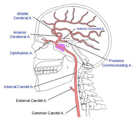 internal carotid artery branches mnemonic - Google Search | medical ...