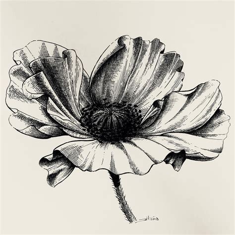 Poppy flower pen and ink illustration for Non. #drawing #fountainpen #art #penandink #inkart # ...