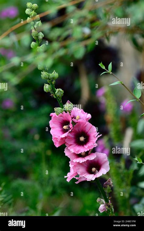 Alcea rosea Halo cerise,Hollyhock Halo cerise,flower,flowers,summer,july,plant portrait,flowers ...