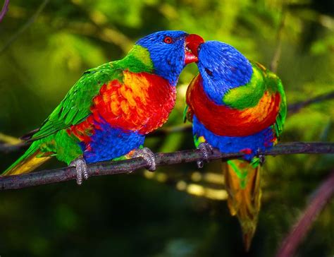 HD wallpaper: colorful, bird, rainbow parakeet, rainbow parakeets kissing | Wallpaper Flare