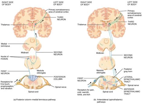 Spinothalamic pathways