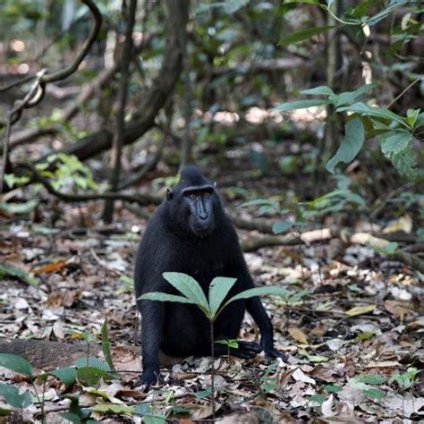 Berkunjung ke Taman Nasional Tangkoko Bitung, Habitat Monyet Hitam yang Hanya Ada Dua di Asia