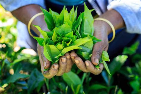 Ceylon Tea, a Bold Tea from 7 Unique Regions