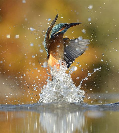 Photographer Finally Snaps Perfect Shot Of Diving Kingfisher After 6 ...