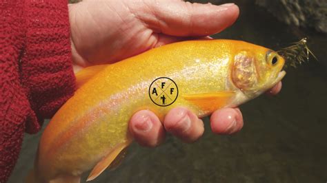 Palomino Trout 101: Unveiling The Unique Colorful Fish