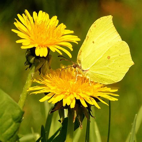 yellow butterfly on yellow flower | Yellow flowers, Yellow butterfly, Colorful garden