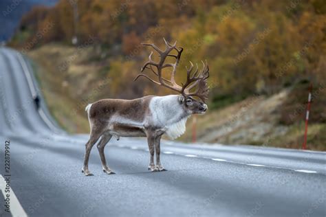 Adult male of reindeer with huge antlers standing along the road ...