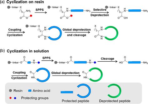 Schematic representation showing the synthesis of cyclic peptides via ...