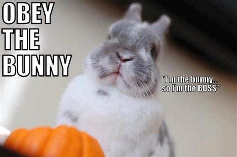 Rabbit Ramblings: Bunny Monday Meme*Day (Obey)