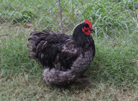 Blue Cochin Standard Baby Chicks for Sale | Cackle Hatchery