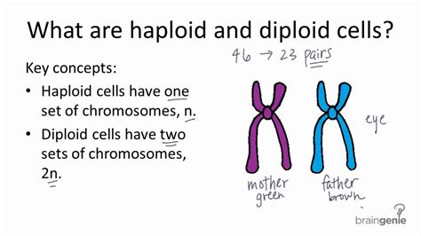 Haploid Versus Diploid Cells | Science biology, Life science, Stem cell ...