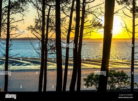 Arcachon (south western France): sunset over the Arcachon Bay viewed from the pine wood of the ...