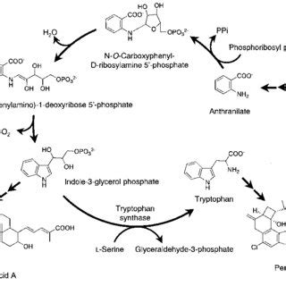 Tryptophan biosynthesis and biosynthetic pathway producing penitrem A ...