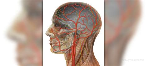 Symptoms of carotid artery blockage | General center | SteadyHealth.com