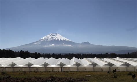 Ecuador's blooming flower industry feels pandemic's punch