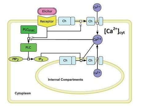 Plants | Special Issue : Calcium Signaling in Plants