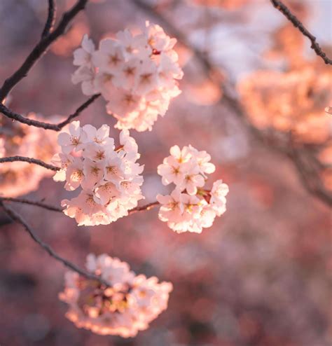 Amazing Photos of Peak Cherry Blossom Bloom in DC