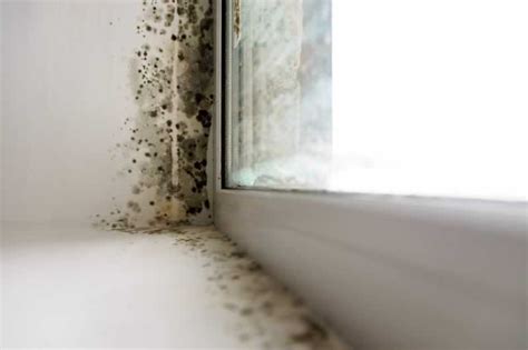 5 ways to find mold in your home