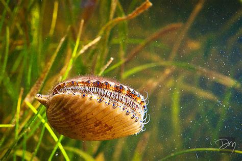 David Moynahan Photography | Underwater | Swimming Scallop