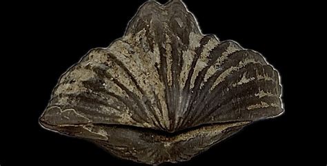 Brachiopod identification. - Fossil ID - The Fossil Forum