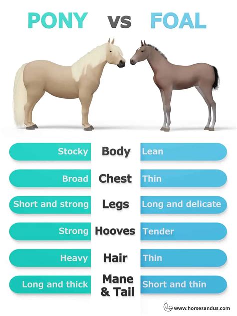 The 3 Types of Horses by Size & Build [Heavy, Light, Pony]