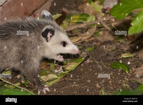 Possum Teeth