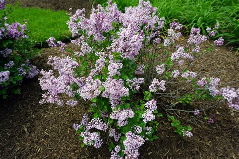 White is this? Some type of miniature lilac? Illinois, Zone 5, May. : r ...