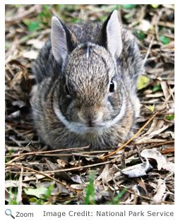 Eastern Cottontail - Sylvilagus floridanus | Wildlife Journal Junior