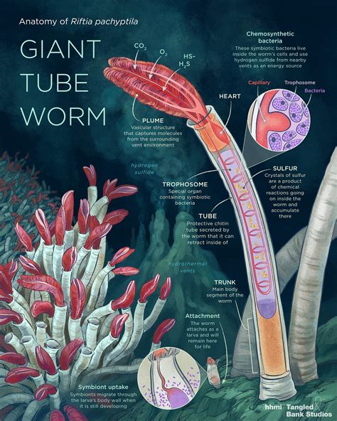 Anatomy of a Giant Tube Worm. Giant tube worms were first discovered ...