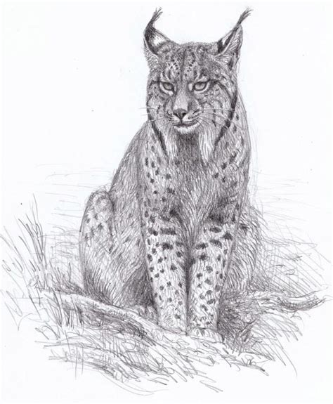 Lynx Drawing Reference and Sketches for Artists