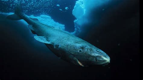 Greenland sharks: they begin to shed their secrets about longevity. - YouTube