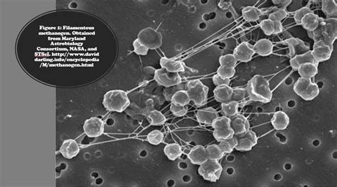 Archaeal Diversity - SCIENTIST CINDY