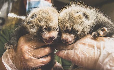 Help Name The Red Panda Cubs at the Utica Zoo