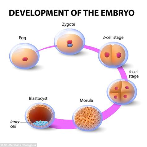 Cambridge scientists grow an artificial mouse embryo | Daily Mail Online