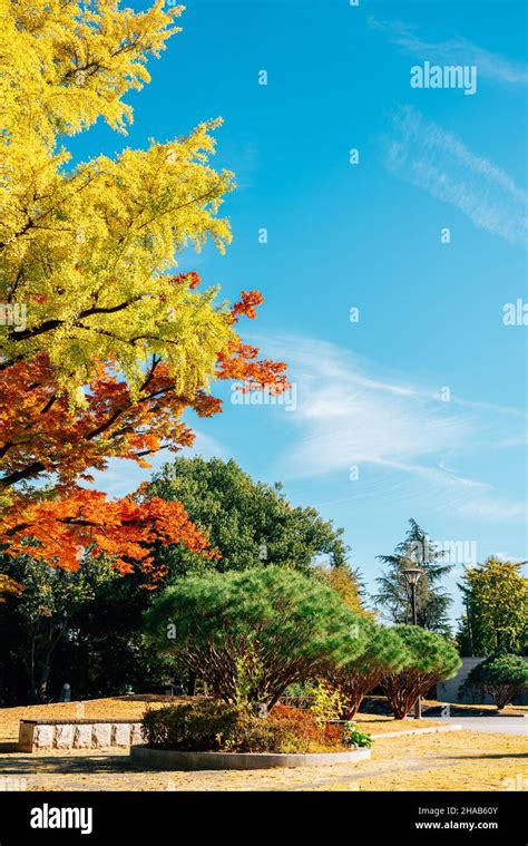 Autumn of Gwangju park in Gwangju, Korea Stock Photo - Alamy