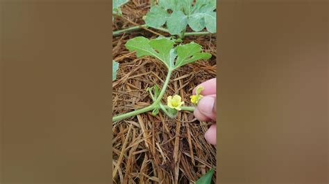 watermelon pollination - YouTube