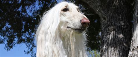 Rescue Parade_2 - Afghan Hound Rescue of So. California, Inc.