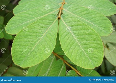 Green Senna Alata Leaves in Nature Garden Stock Photo - Image of plant ...