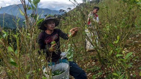 Colombia Wants To Roll Back Cocaine Production By Promoting Pigs And ...