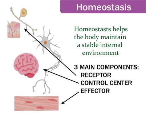 Homeostasis Definition - JavaTpoint